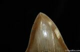 Beautiful Collector Grade Inch Megalodon Tooth #76-3